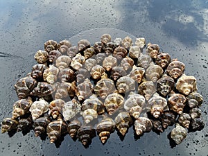 A group of hexaplex trunculus shells on a glass table photo